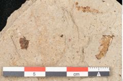 Foto (Detailansicht) von Quercus palaeoilex Ettingshausen (NHMW-GEO-2024-0188-6366)